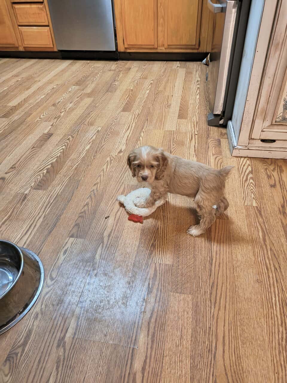 Cocker spaniel male puppies image 1