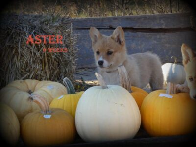 Pembroke Welsh Corgi Puppies – Aster