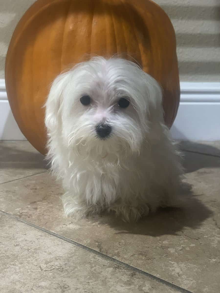 Male ( Maltese Puppy) image 1