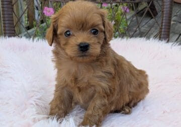 Maple (female Cockapoo)
