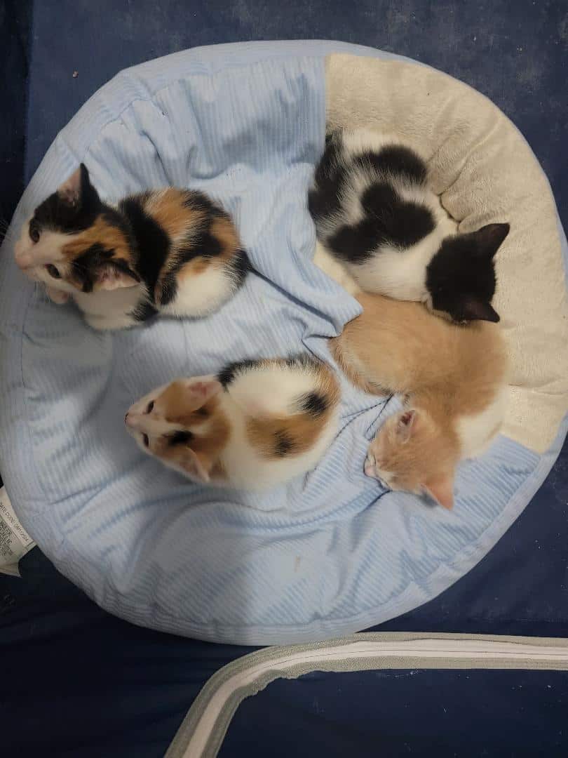 Nice Kittens image 2