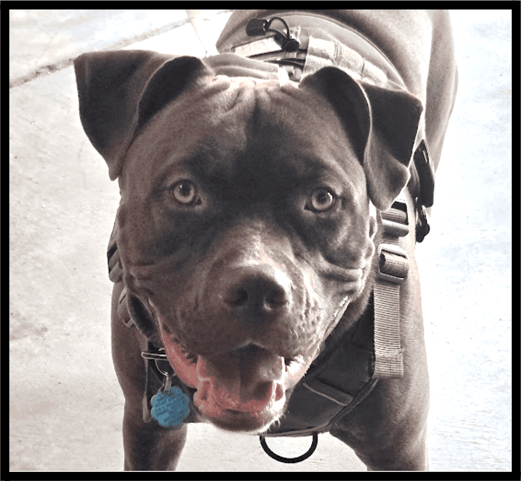 Meet Dash, your new best friend! image 2
