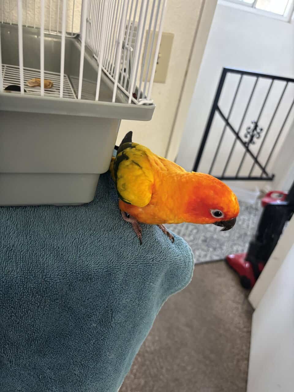 Beautiful Sun Conure for Sale image 6