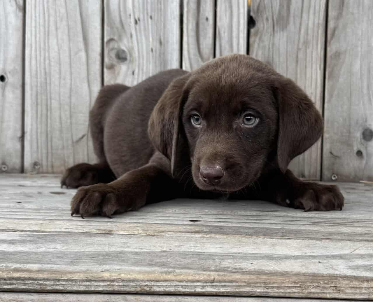 Lab Puppies image 2