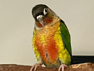 Green cheek conure