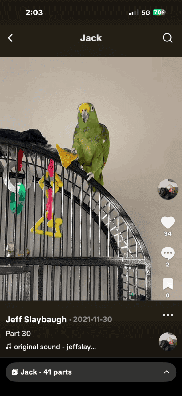 Yellow headed Amazon parrot image 4