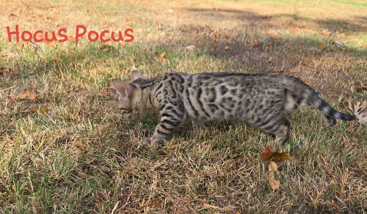 Hocus Pocus image 2