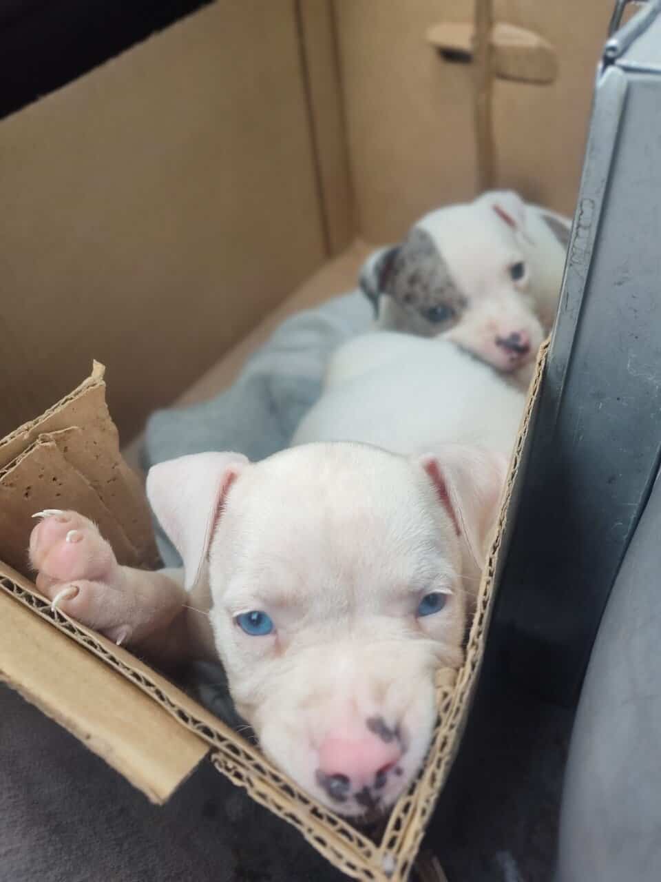 Exotic Pitbull/American Bully image 7