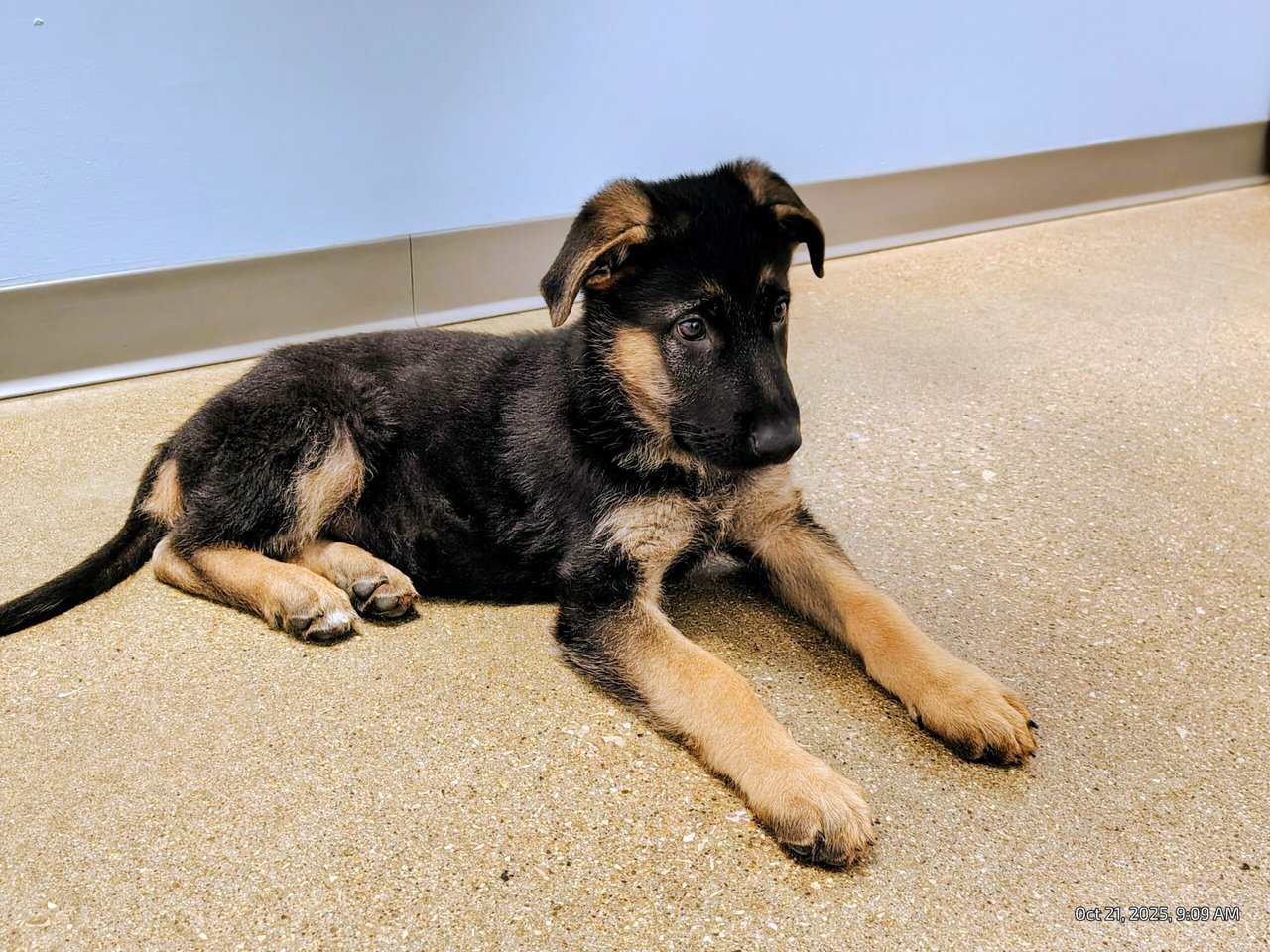 AKC German Shepherd puppies, 5 boys, 10wks image 3