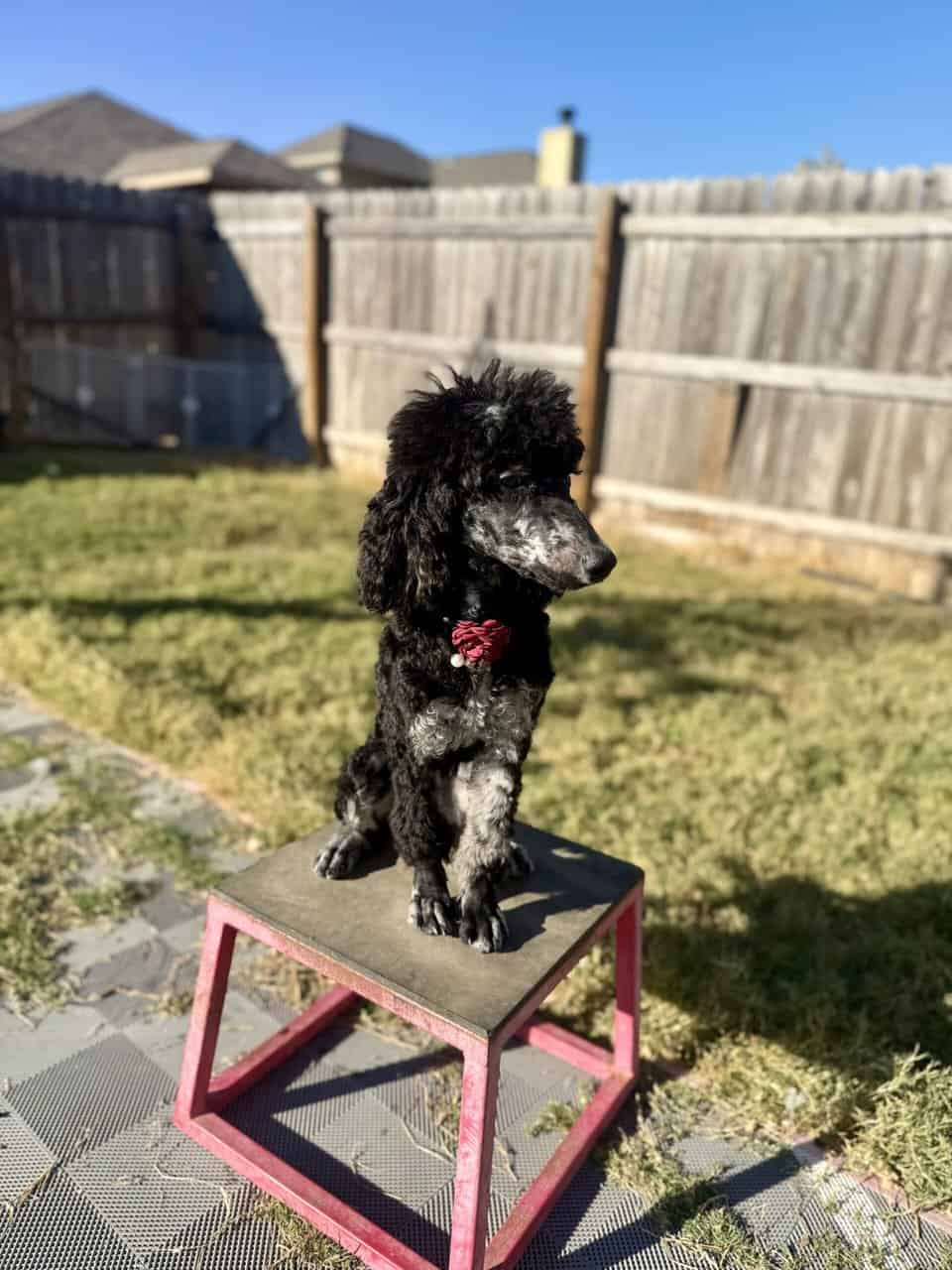 Moyen Standard Poodles image 2