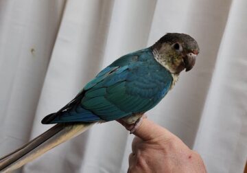 Trained Yellow-sided Turquoise male