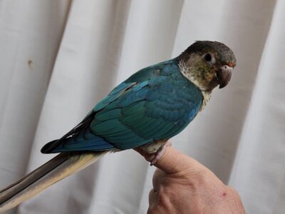Trained Yellow-sided Turquoise male