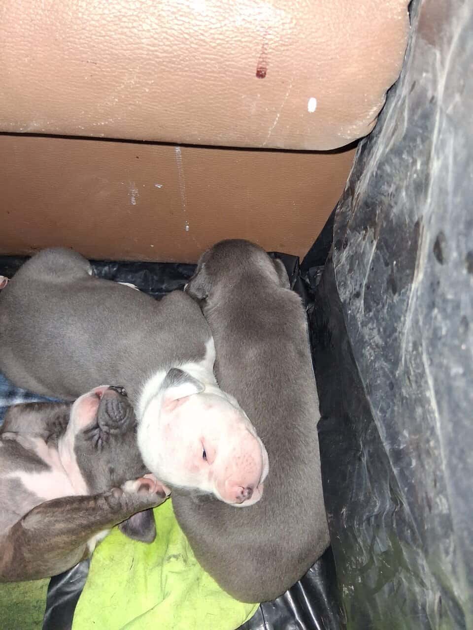 8 American bully/Staffordshire terrier puppies image 1