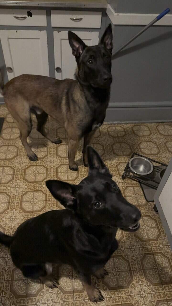 Belgian Malinois image 4