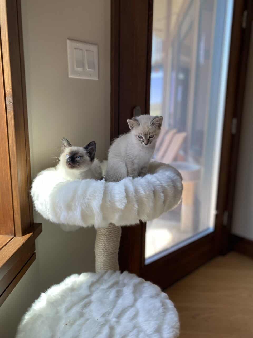 Adorable Pointed Kittens image 5