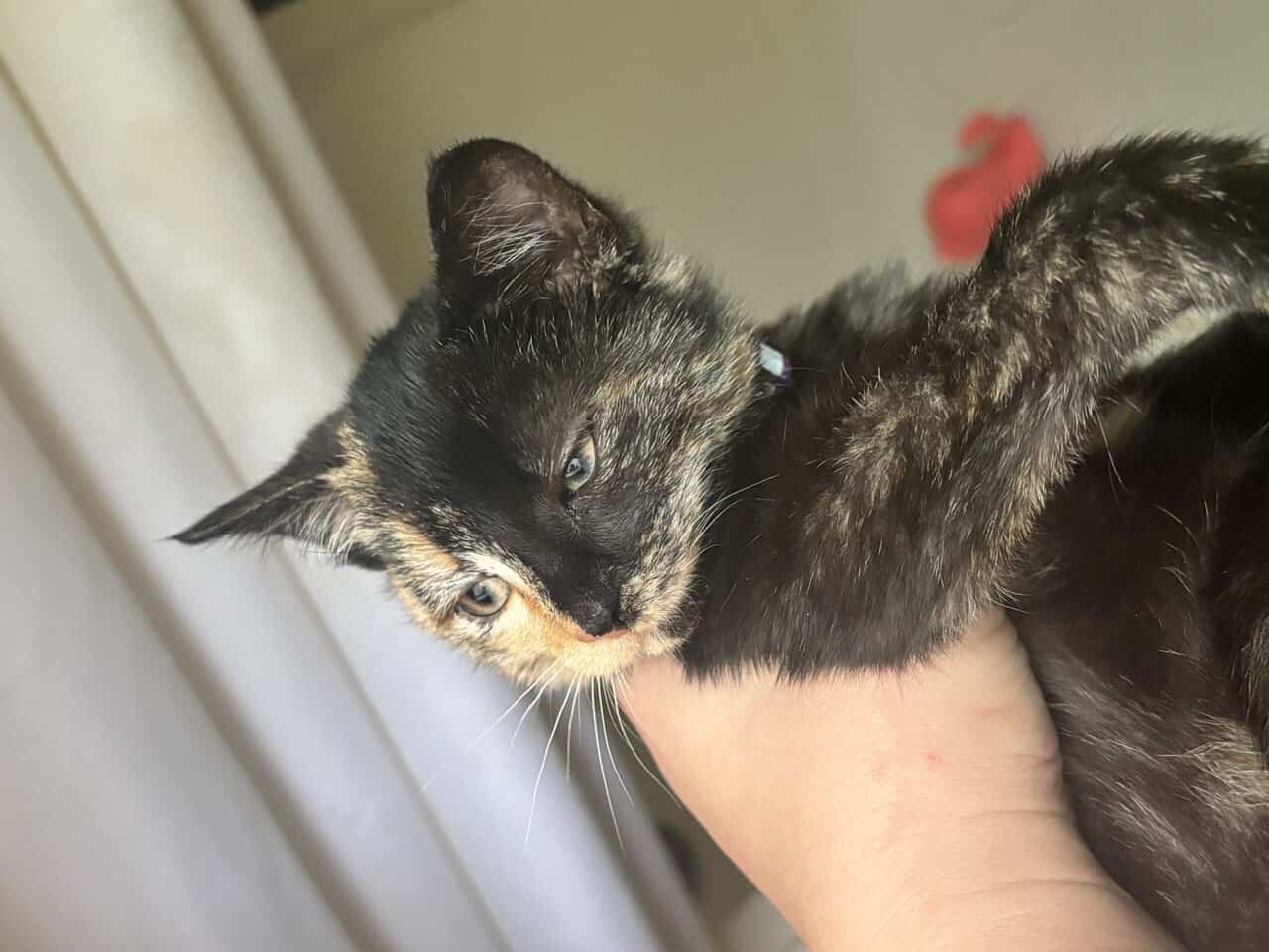 12 Week Old Female Tort Kitten image 3