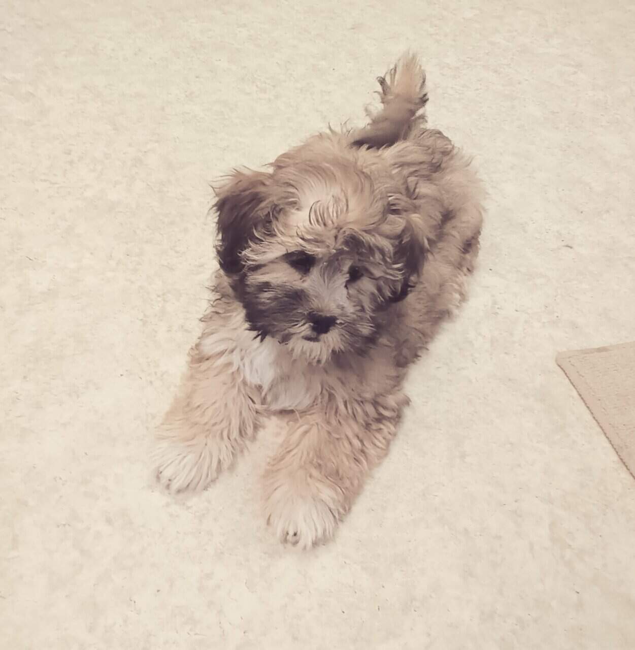 Shih poo puppy image 1