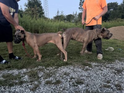 Cane Corso Scandifio Blood at its finest