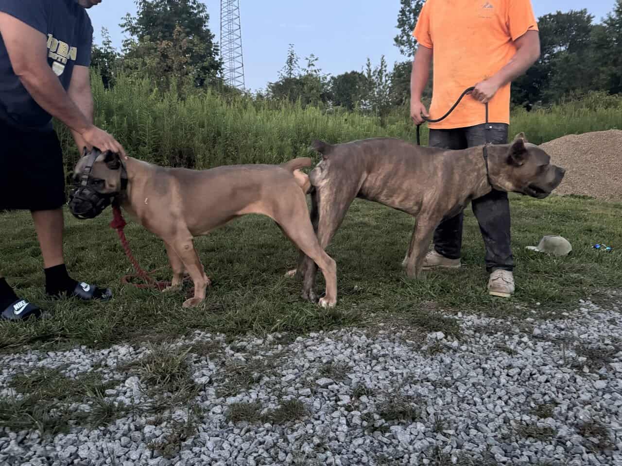 Cane Corso Scandifio Blood at its finest image 1