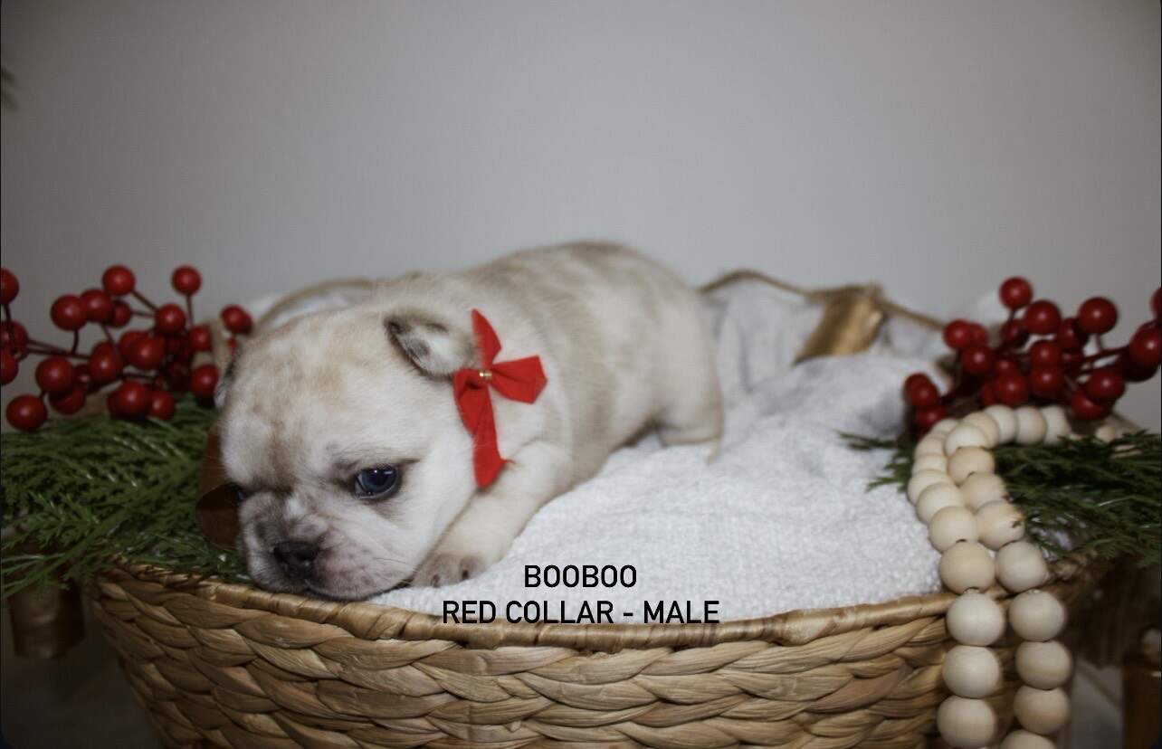 AKC French Bulldog Puppies image 3