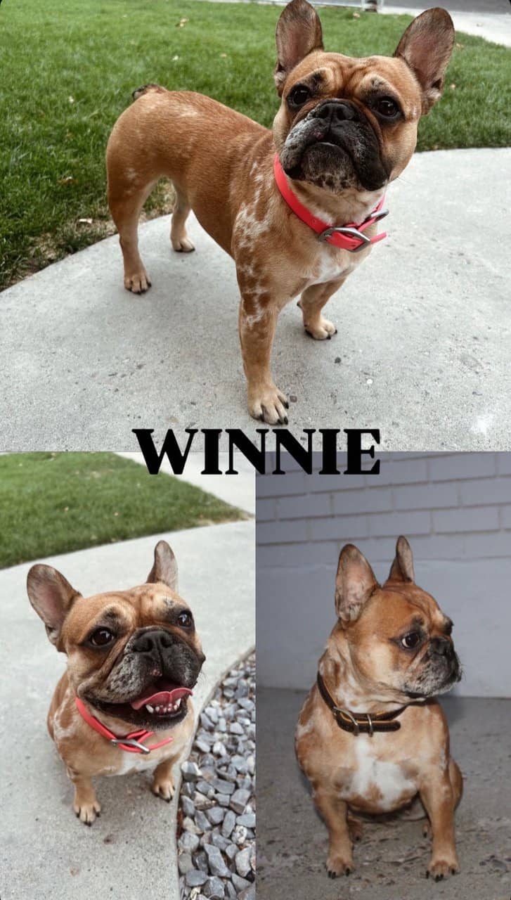 AKC French Bulldog Puppies image 7