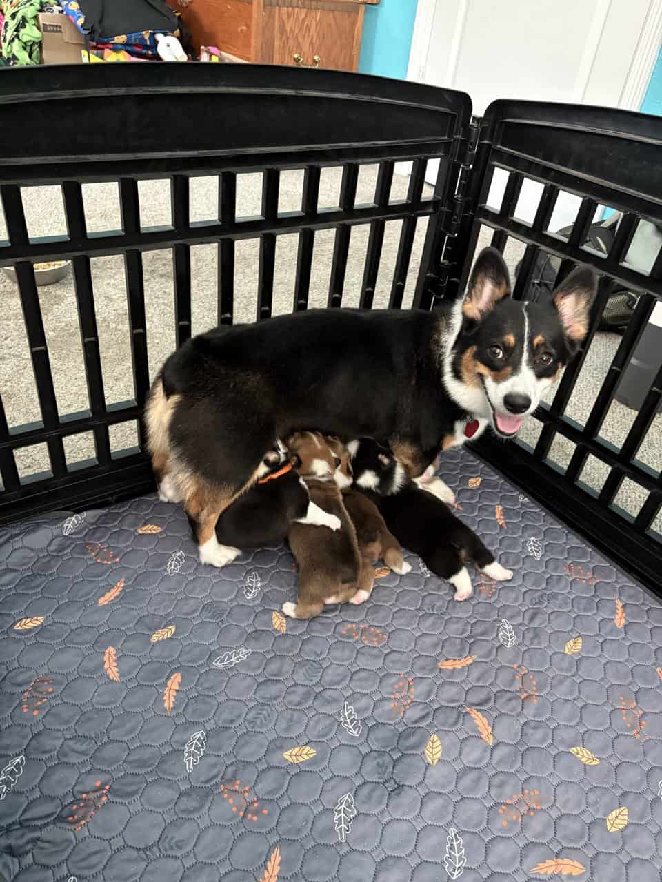 Pembroke Corgi Puppies image 6