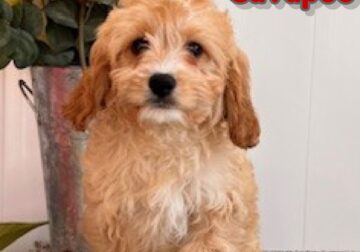 Amos Male Cavapoo