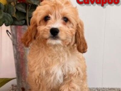 Amos Male Cavapoo