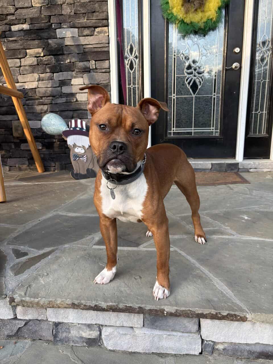 Boxer mix image 2