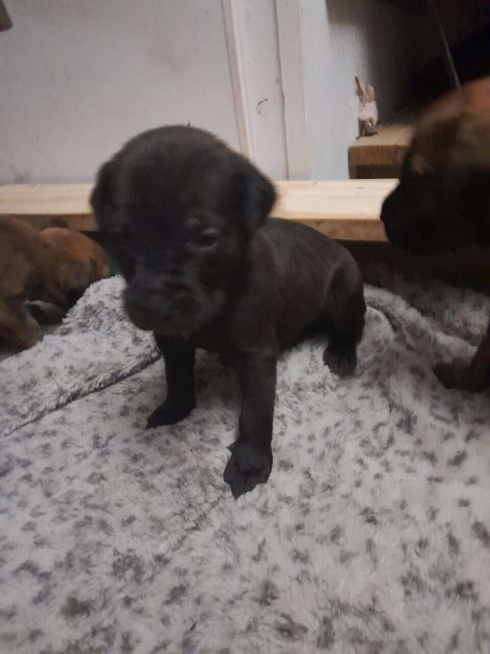 Bull mastiff puppies image 3