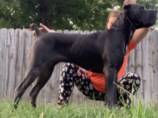 Cane corso puppies