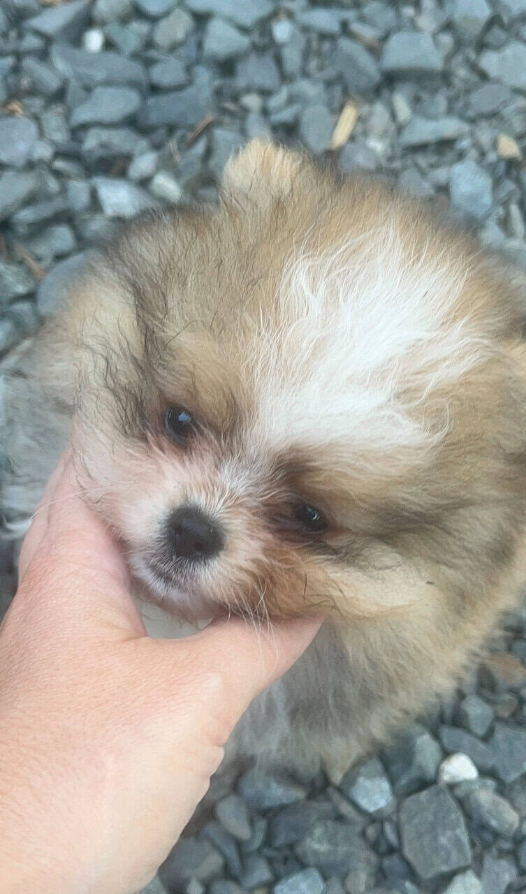 Pomeranians For Sale image 3