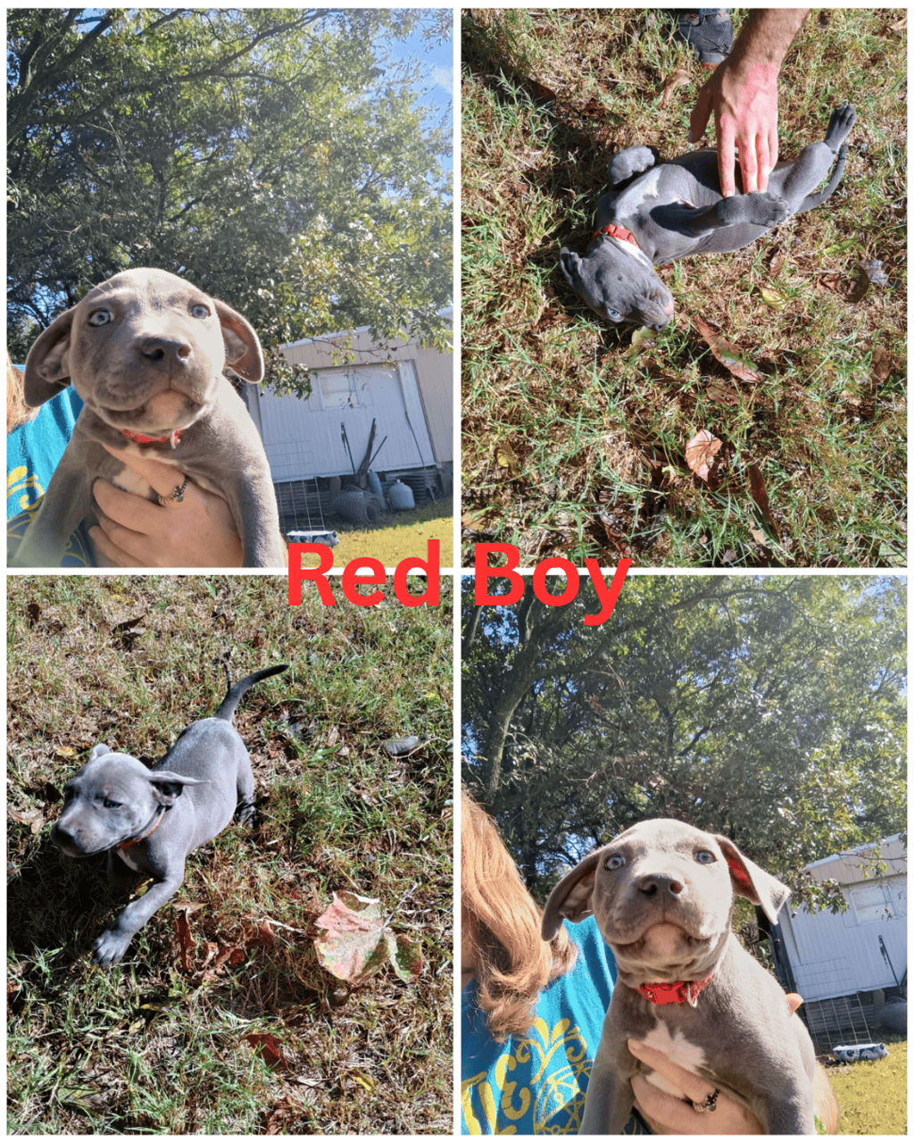 Blue nose Pitbull puppies image 3
