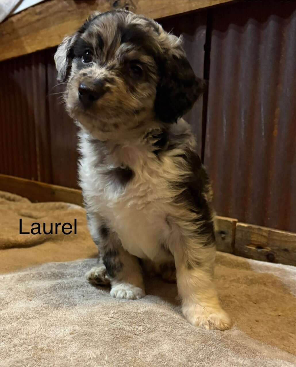 Merle Aussie Doddle image 3