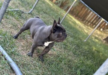 Gully Boy frenchie’s presents “MOJO JOJO