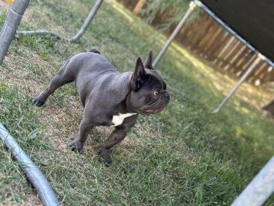 Gully Boy frenchie’s presents “MOJO JOJO