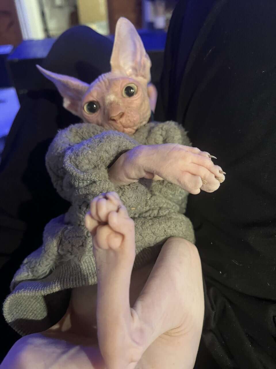 Naked kitten--Blaze image 3