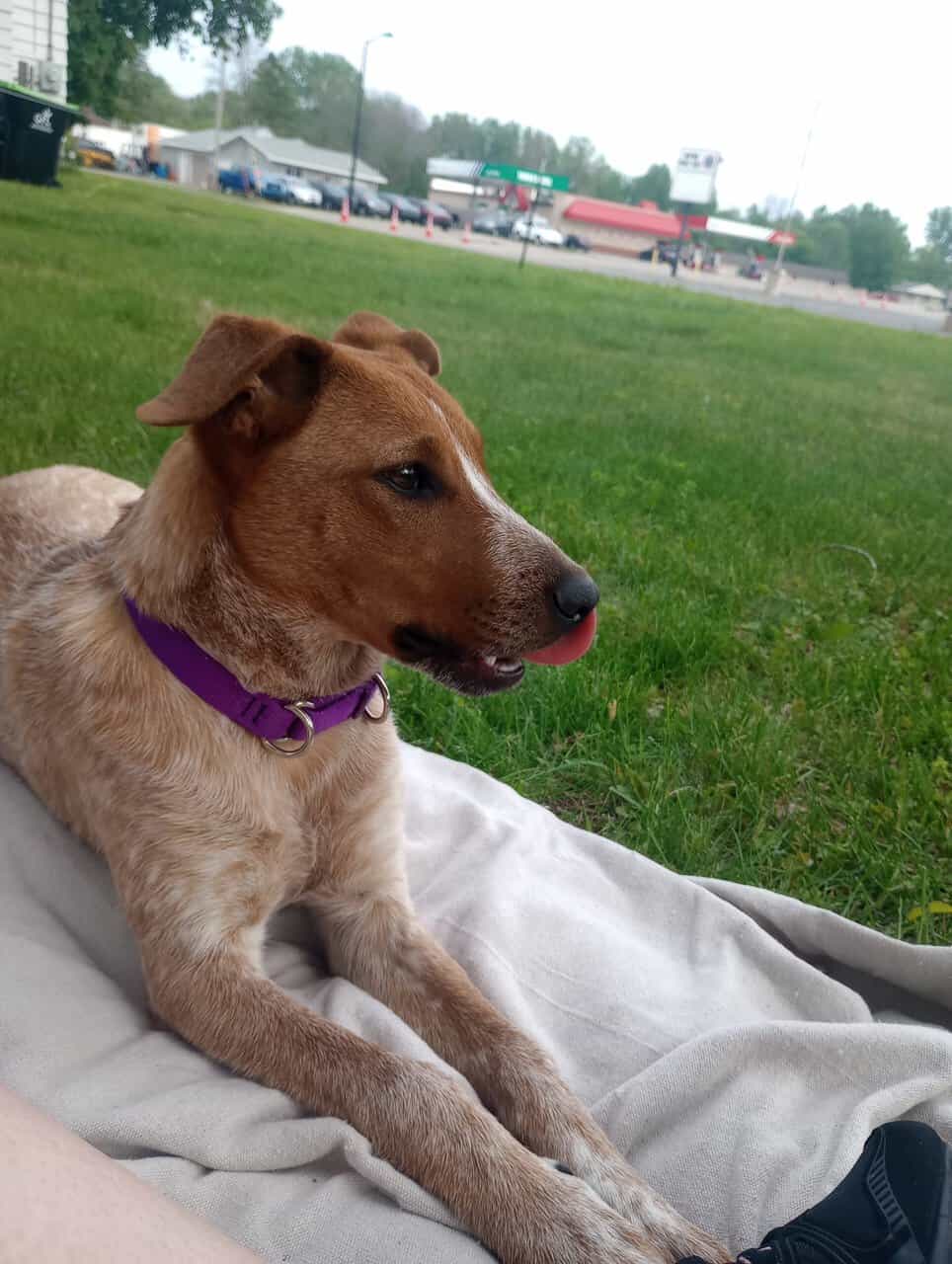 Red Heeler Puppy image 1