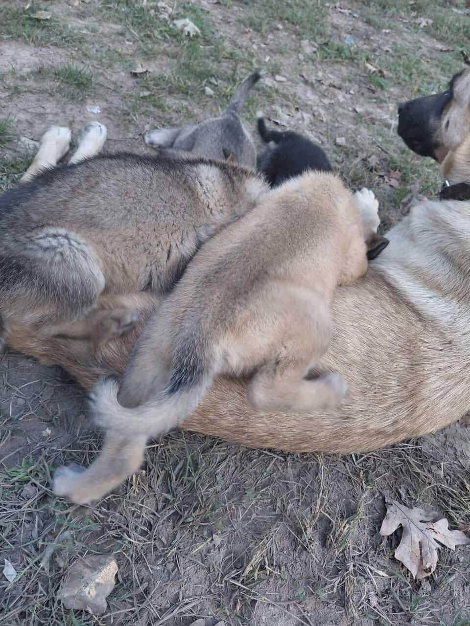 Puppies for sale image 3
