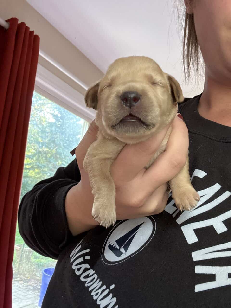 Goldador puppies image 2