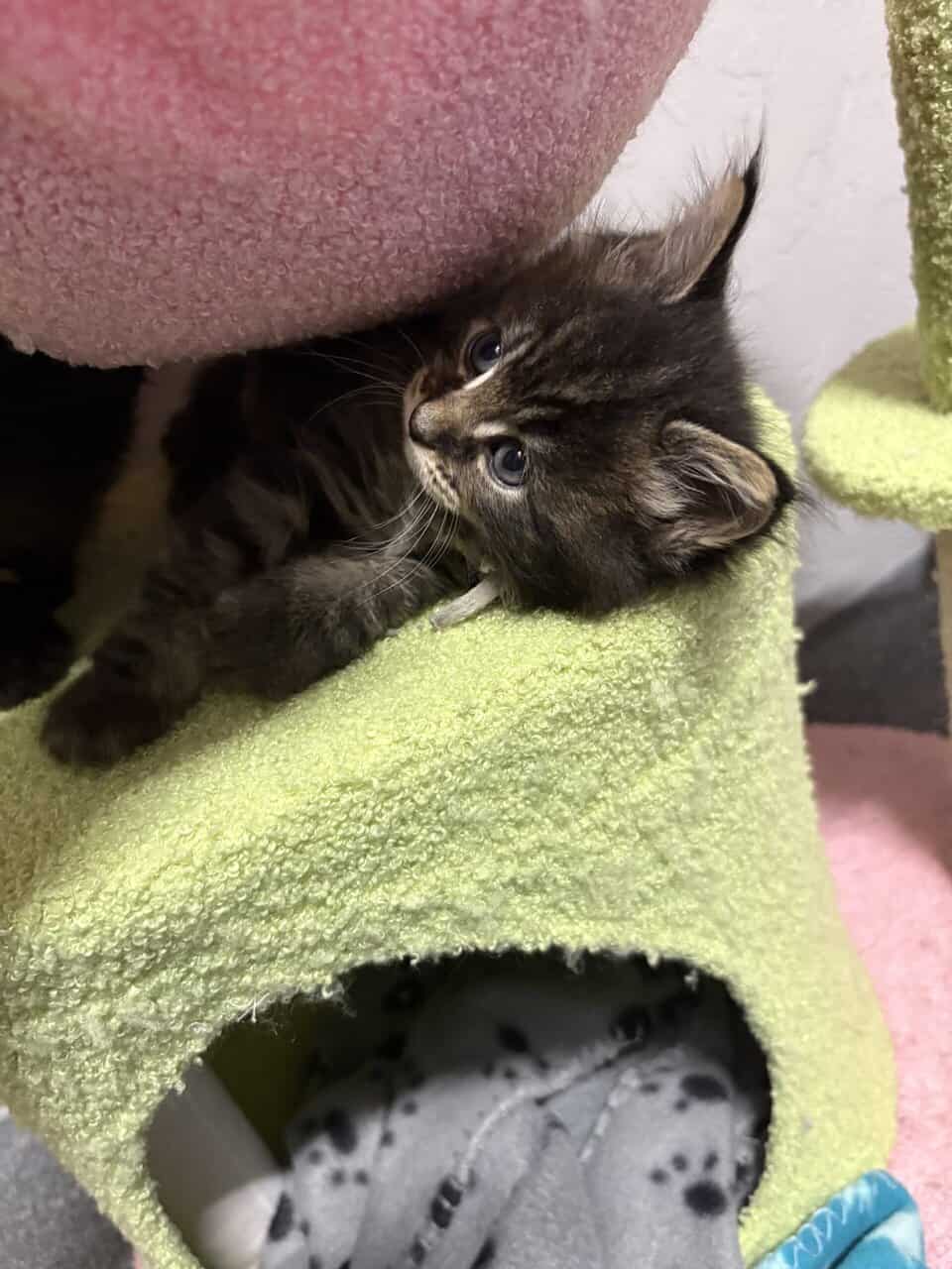 Maine Coon Kittens image 3