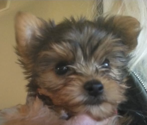 AKC REGISTERED YORKSHIRE PUPPIES image 1