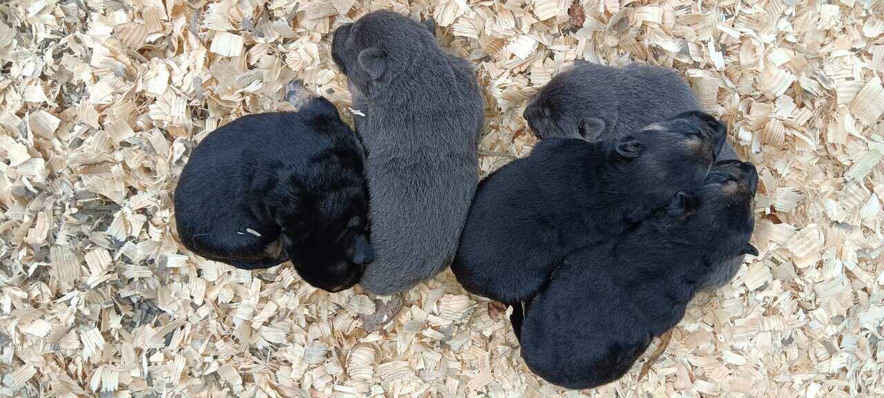 German Shepherd puppies image 1