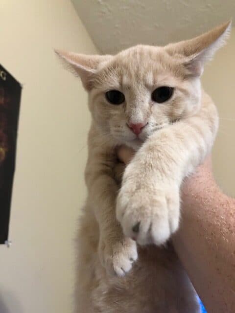 Free Flame Point kitten image 2