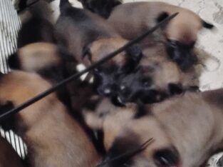 Belgium malinoise puppys