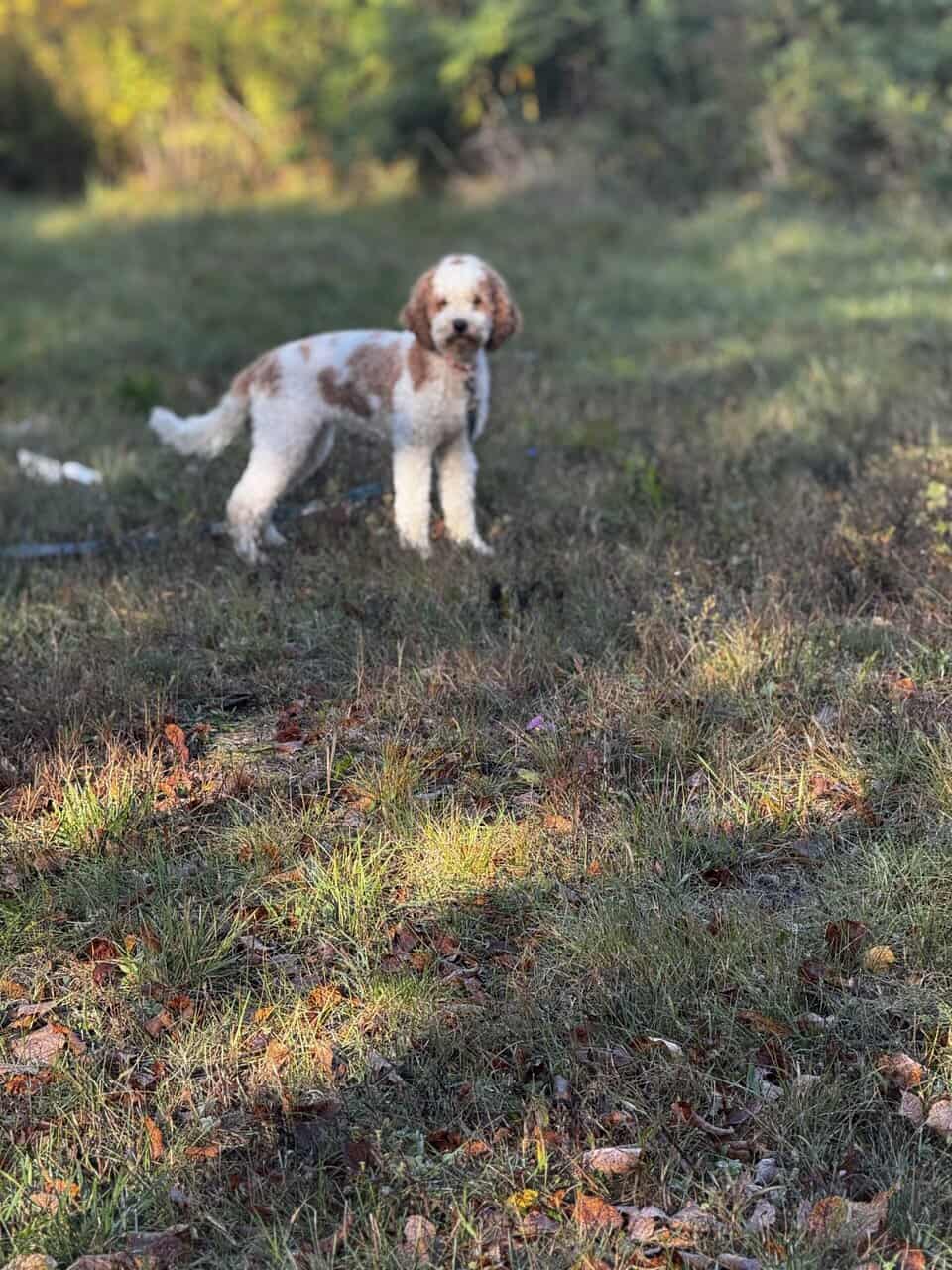 Golden Doodle Puppy image 5