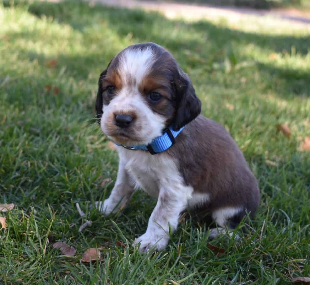 English Springer Spaniels image 11