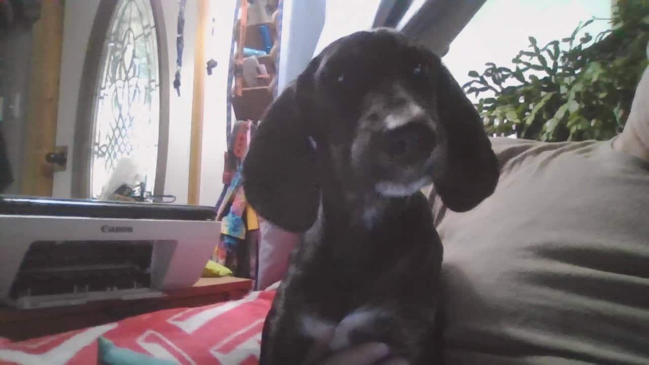 10 week old image 1