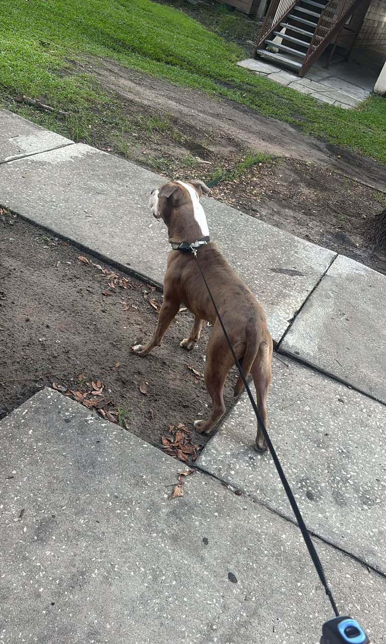Need to rehome due move from US image 2