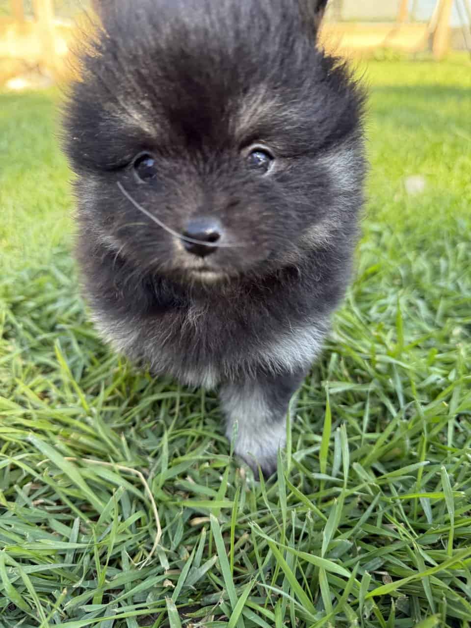 Pomeranian puppies image 3
